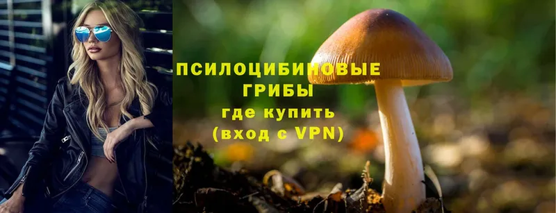 kraken ТОР  Нерчинск  дарк нет какой сайт  Псилоцибиновые грибы Psilocybe 